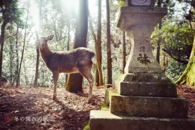 在东京京都之间,藏着一座日本领先且出产战国名将的大城市