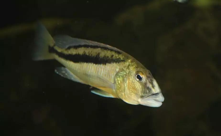 自己做大型水陆缸,在家自己打造一个沙漠缸