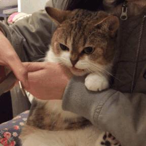 猫咪为什么老是揍主人,猫咪为什么揍年轻人