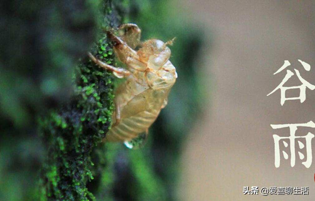 谷雨宜喝岩茶绿茶红茶,今日谷雨时值暮春初夏将至