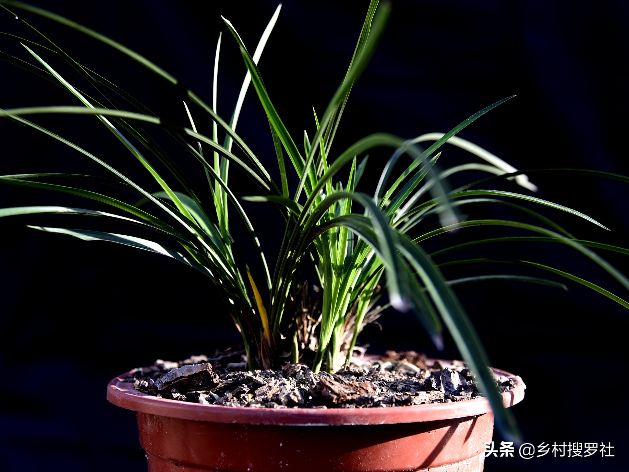 兰花叶片泛黄,如何处理?不必施肥,只需几块钱就可以