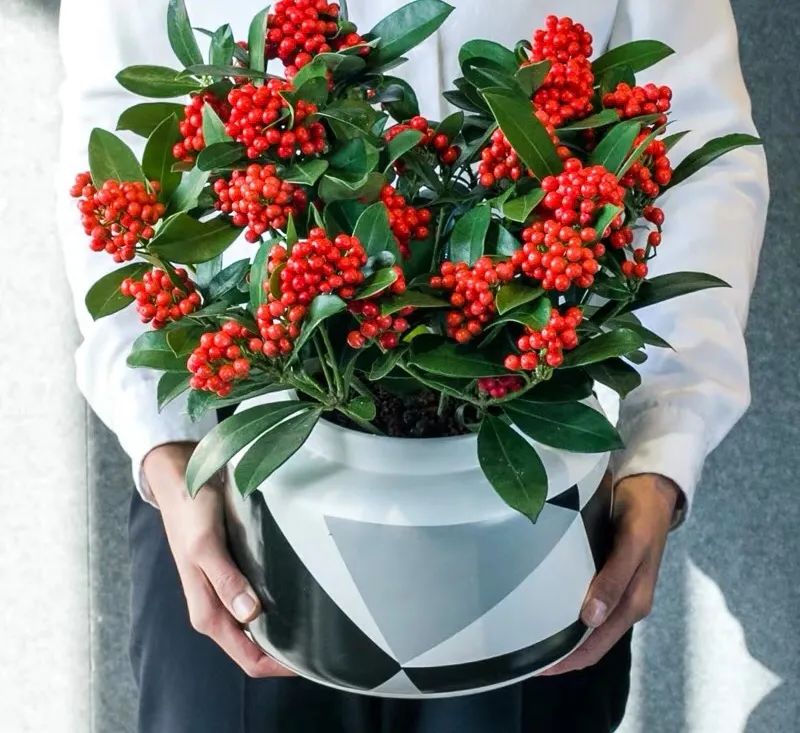 6种“昂贵花”,花钱不值得,纵使“美如仙”,十有八九养不活