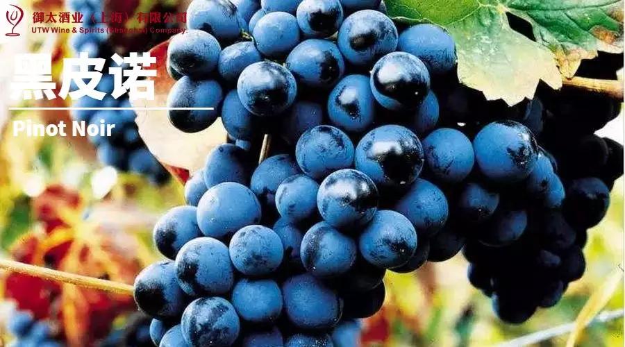 世界葡萄品种最甜十大排名榜,世界十大葡萄酒葡萄品种介绍