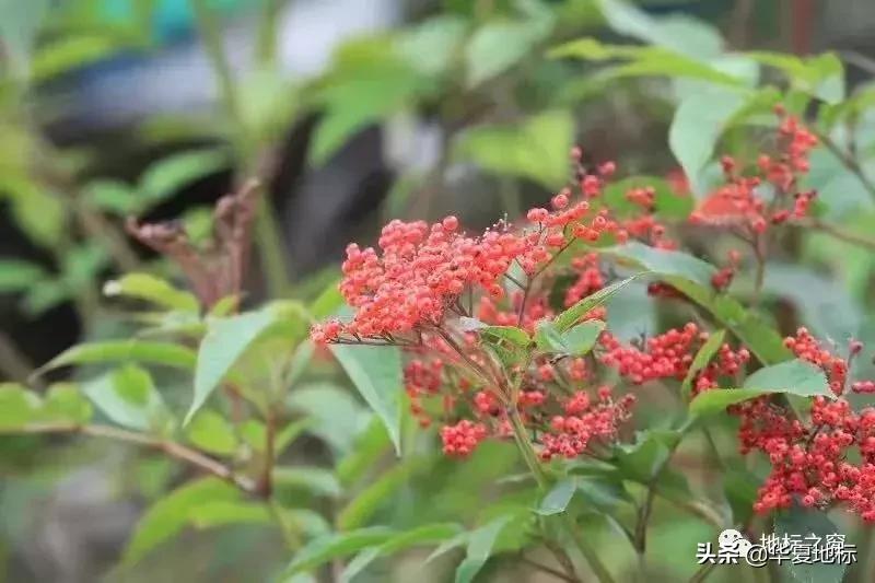 绉嬩箣瀚g劧鐑熻姳鍚戞櫄,绉嬩箣瀚g劧