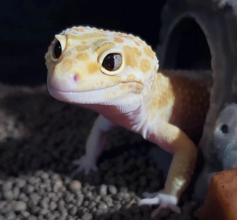 豹纹守宫繁育选什么基因,豹纹守宫怎么饲养可以更加听话