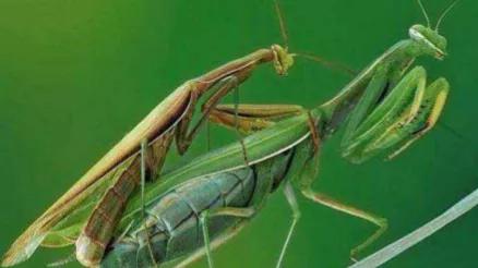 雌螳螂为什么要吃掉自己的配偶,雌螳螂诱惑雄螳螂并吃掉