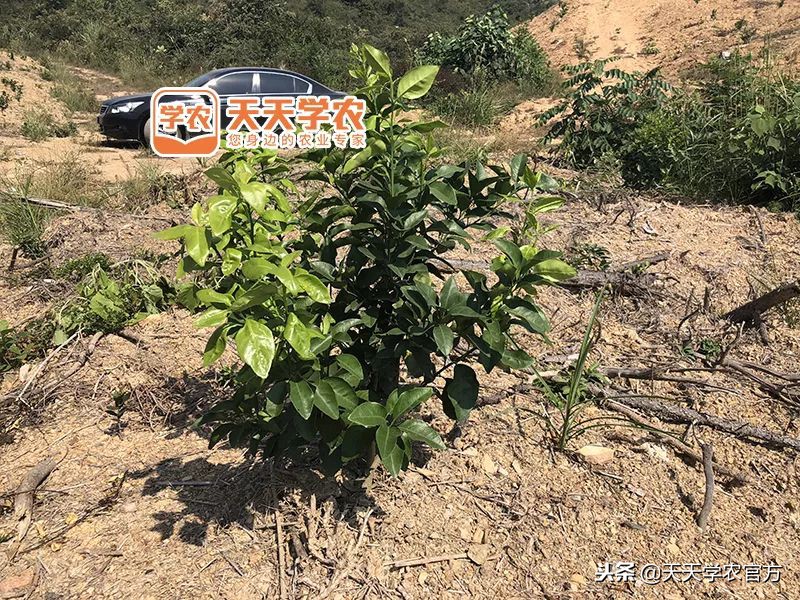 金秋砂糖桔的缺点,今年的金秋砂糖橘