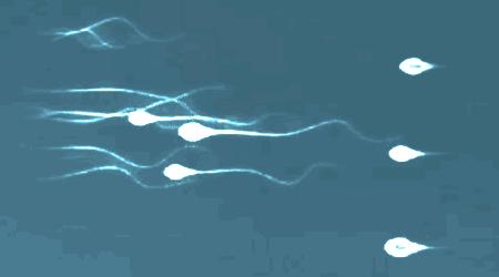 错了340年,精子游泳的方式并不是左右摆动尾巴