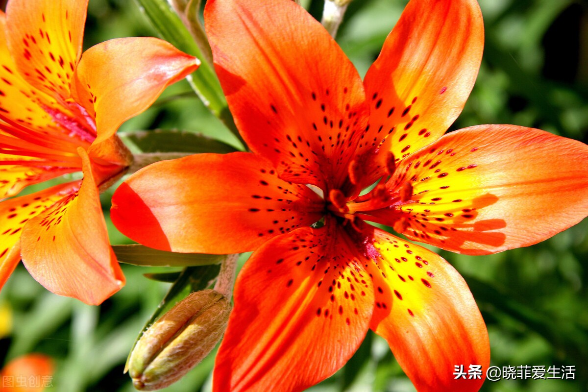 哪些花气味有毒不能养,哪10种花有毒