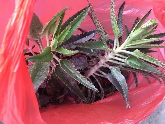 长寿花如何嫁接到不死鸟,长寿花这样嫁接花期长还不会烂根