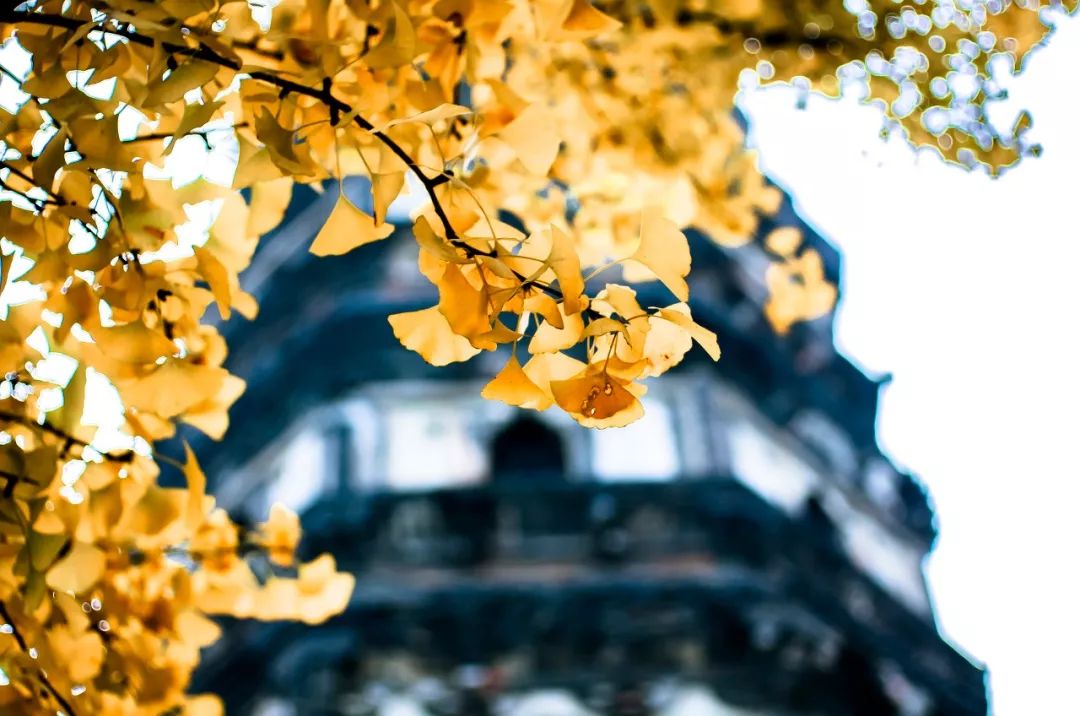 一入秋苏州成姑苏,秋色一入秋苏州就成了姑苏