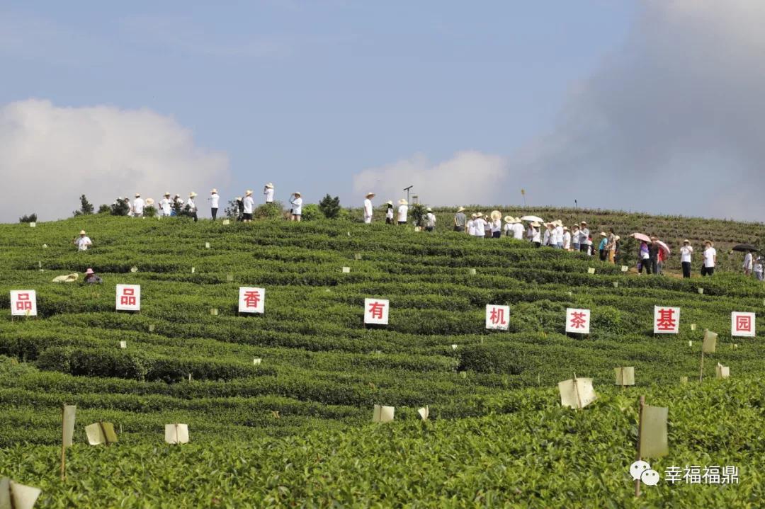 要把城市变美,福鼎打造森林城市