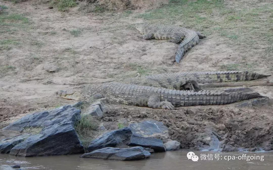 这个野奢的国度，欧美、日韩人都爱去，为何我们国家没人去？