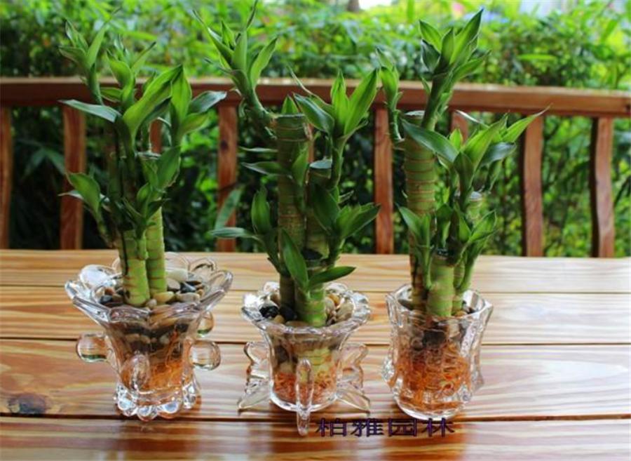 水培富贵竹叶片变黄有斑点,富贵竹水培叶发黄可以用螯合铁吗