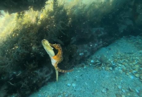 12个动物啪啪啪知识，最后一个想笑死谁？