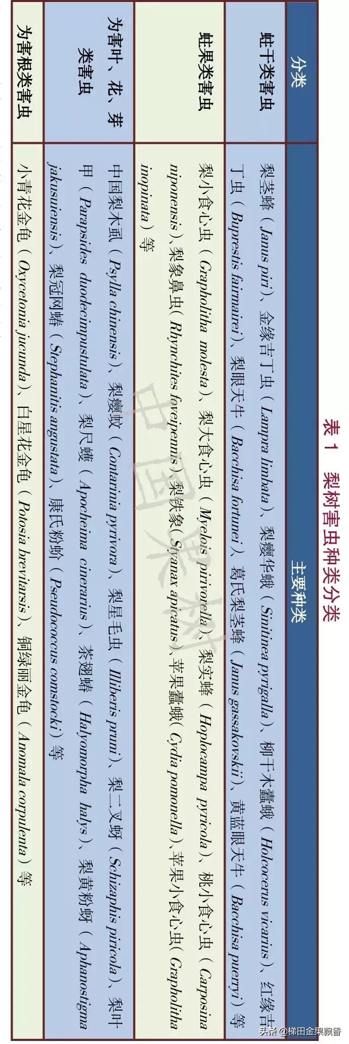 梨树花序分离期病虫害,梨树刺吸式害虫危害幼果