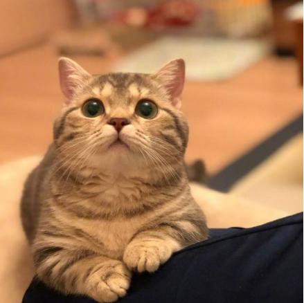 养什么猫旺家猫,养哪种猫有招财转运