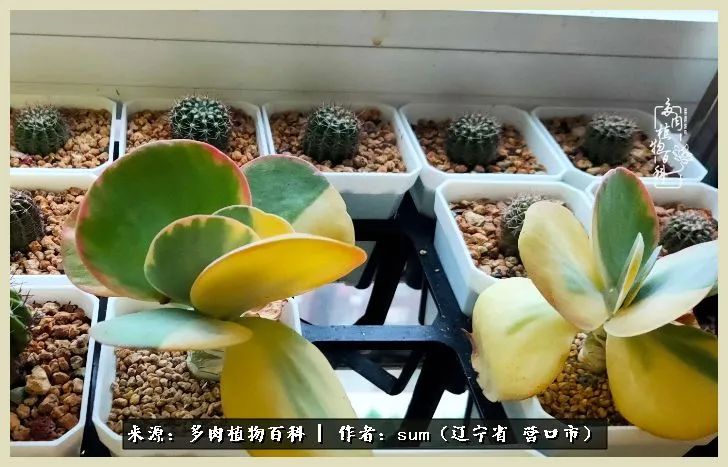 养多肉是一个很治愈的过程,养多肉是一种爱