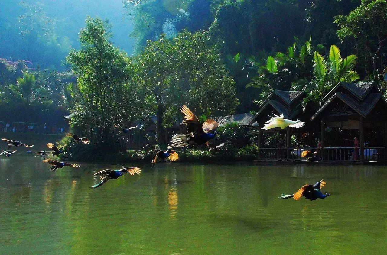 七彩云南雨林探险,游七彩云南西双版纳掠影之一
