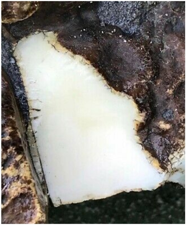 辽宁琥珀产地哪里最好,琥珀蜜蜡的主要产地有哪些