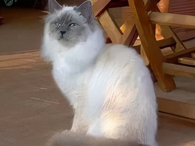 长着胡子的猫咪什么品种,有胡子的猫咪是哪种猫