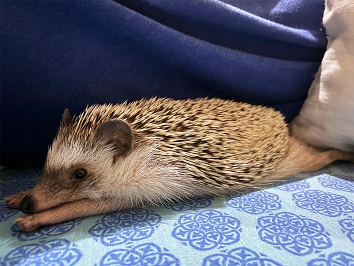 25张宠物刺猬生活的照片,从园艺到腹部按摩