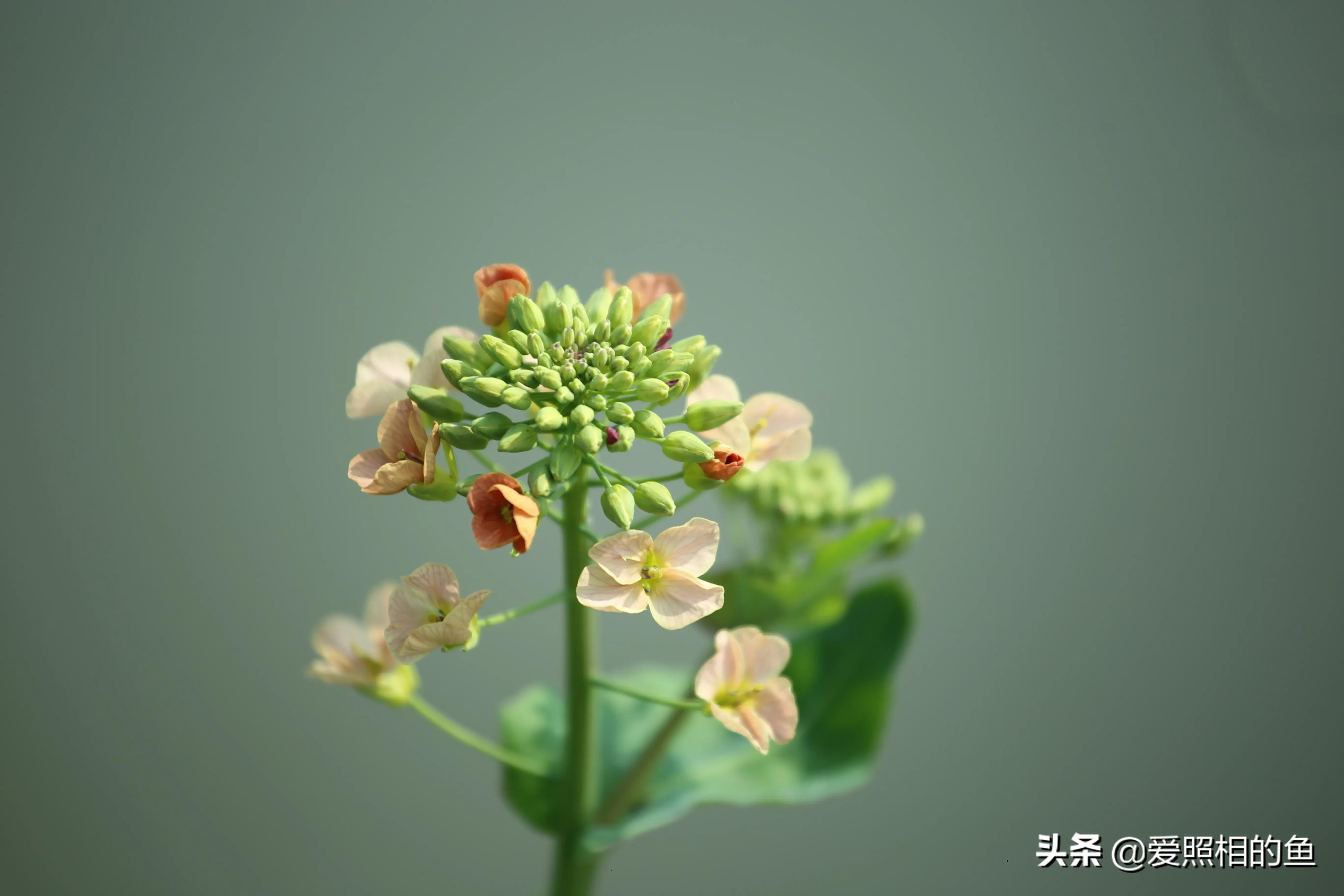 一个普普通通的小镇兴化,兴化为什么没有大城市的繁华