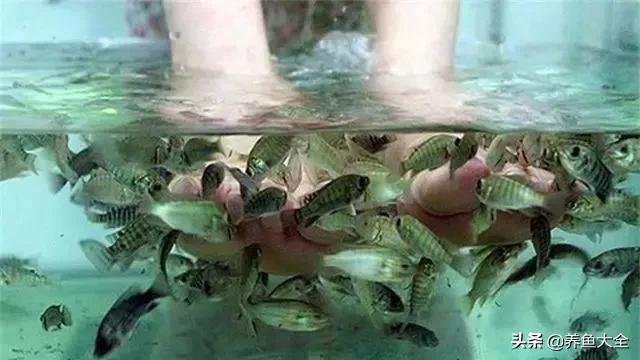 星子鱼可以和观赏鱼一起养吗,细长的观赏鱼是什么鱼