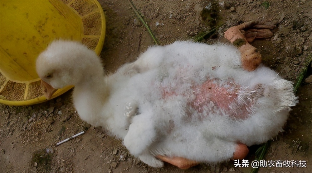 鹅肠道病的症状与治疗,快速判断鹅病的四种方法