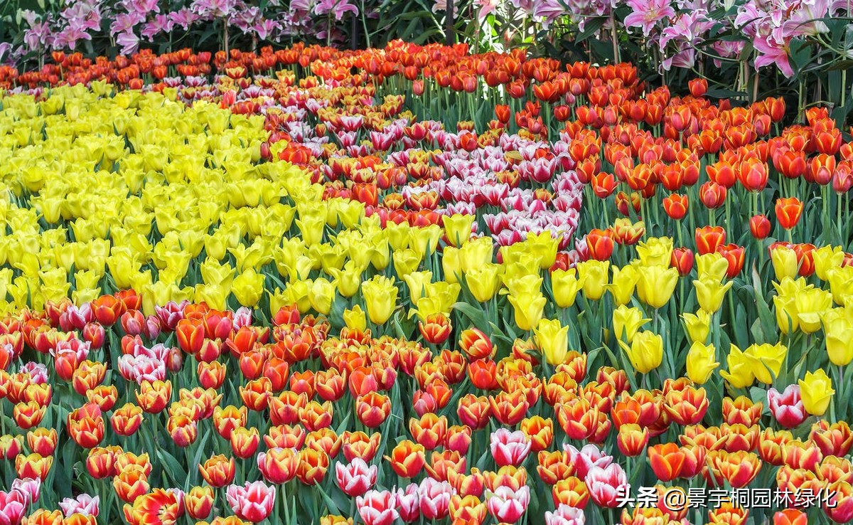 花卉种子在哪里买比较好,哪里有卖各种花卉种子