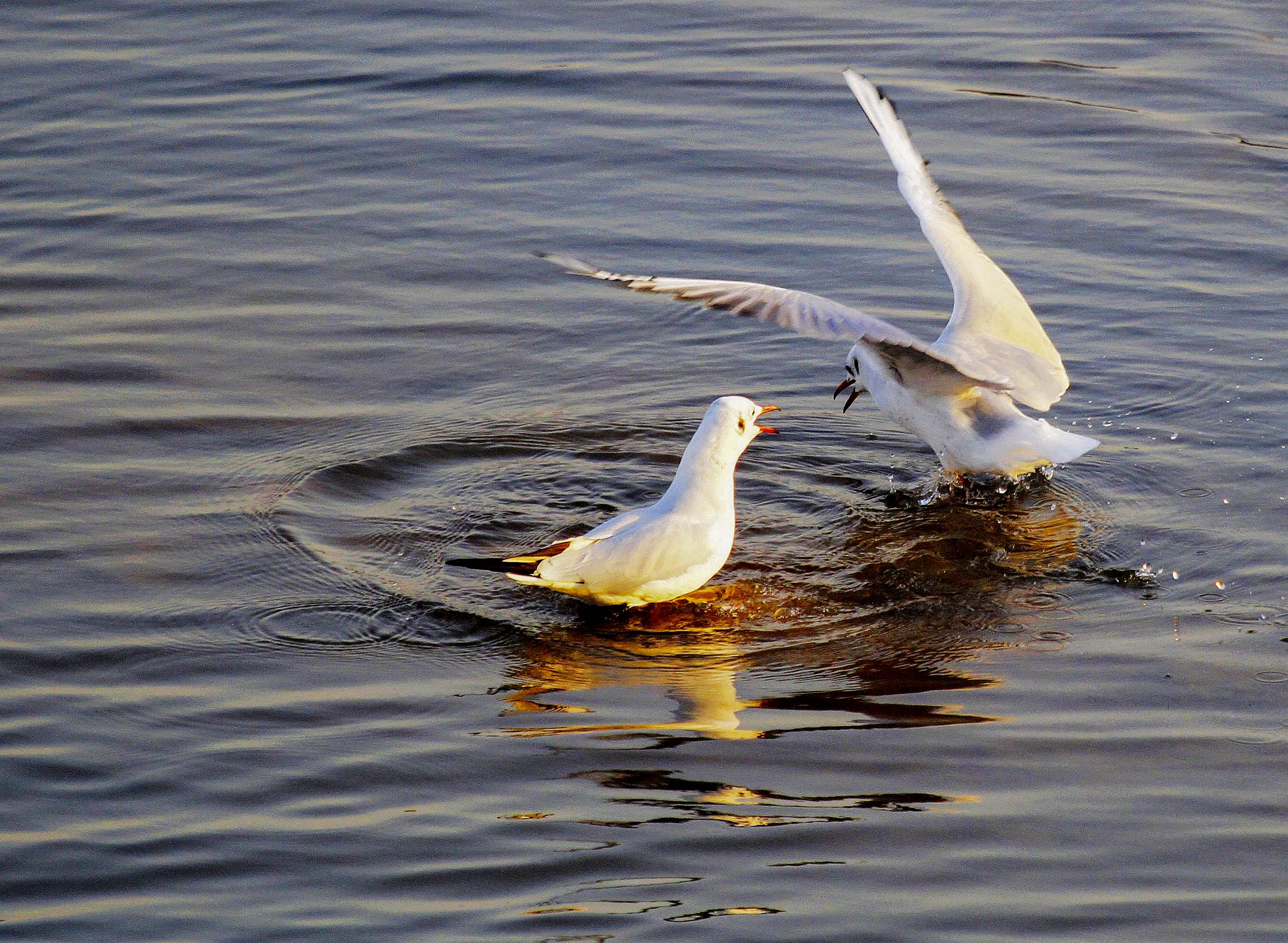 大海蔚蓝簇拥着的贡口村，灵动着纯美，播养海参和剥扇贝别具风情