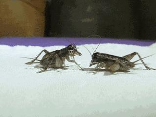 羊驼专治什么病,羊驼治愈厌食症