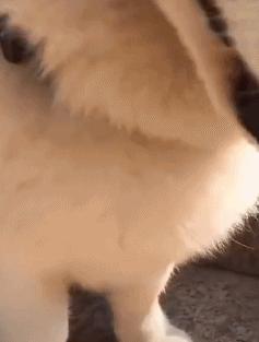 1500块钱买一只哈士奇,网购哈士奇5元一只