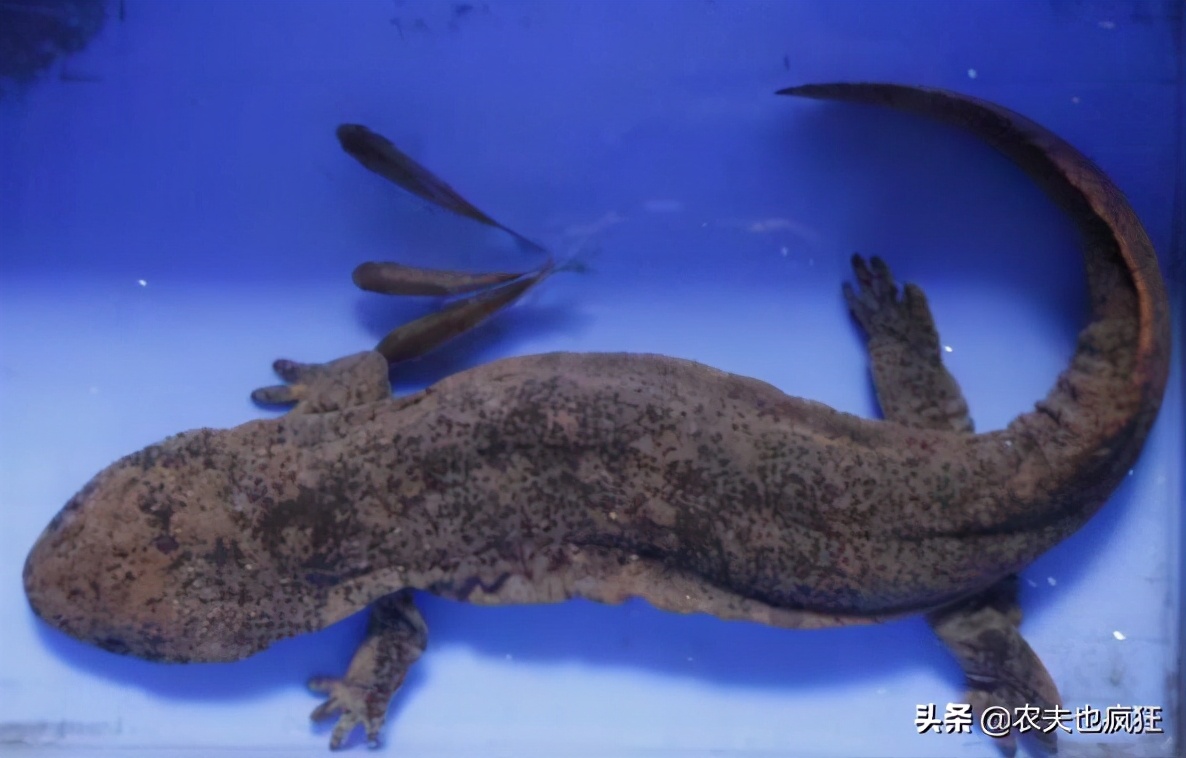 叫声似娃娃哭，是我国重点保护动物，在湖南被端上餐桌百元1斤