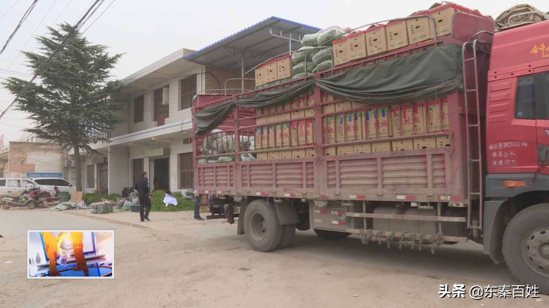 蒲城诈骗7万被抓,蒲城最新最大诈骗犯