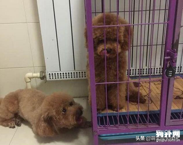 泰迪公犬发情在家怎么安抚,泰迪公犬发情了老是叫怎么办