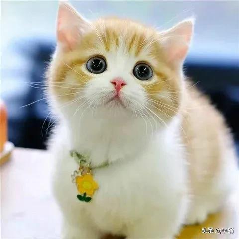 猫抓到老鼠不吃是什么原因,为什么猫抓到老鼠不立刻吃掉呢