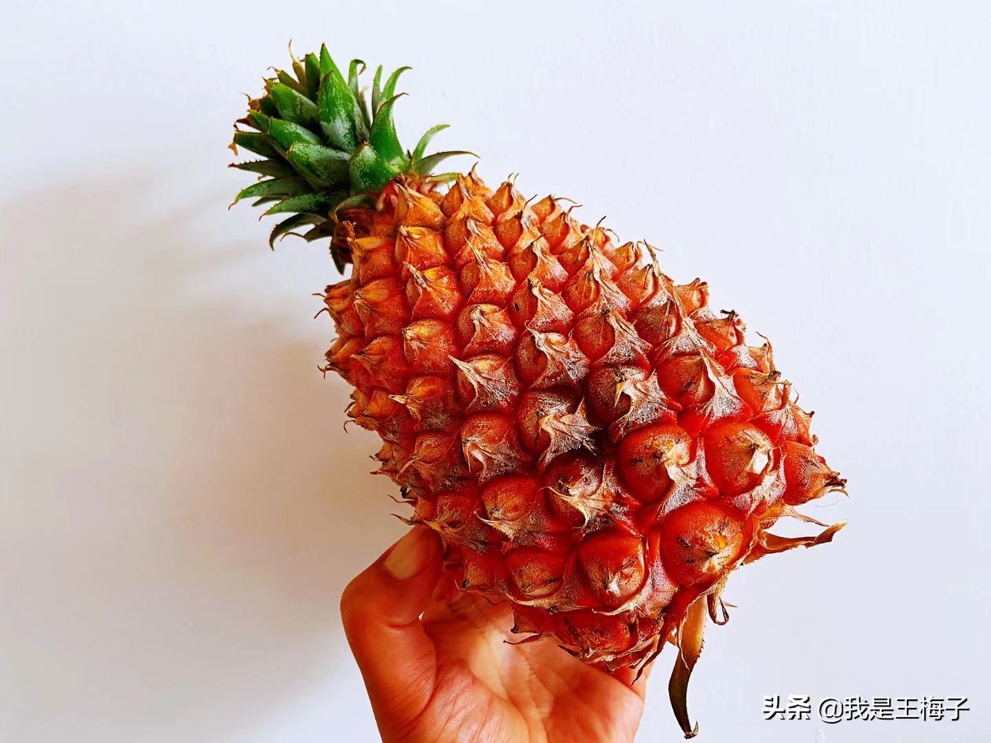 凤梨是不是菠萝的改良品种,凤梨是不是菠萝蜜