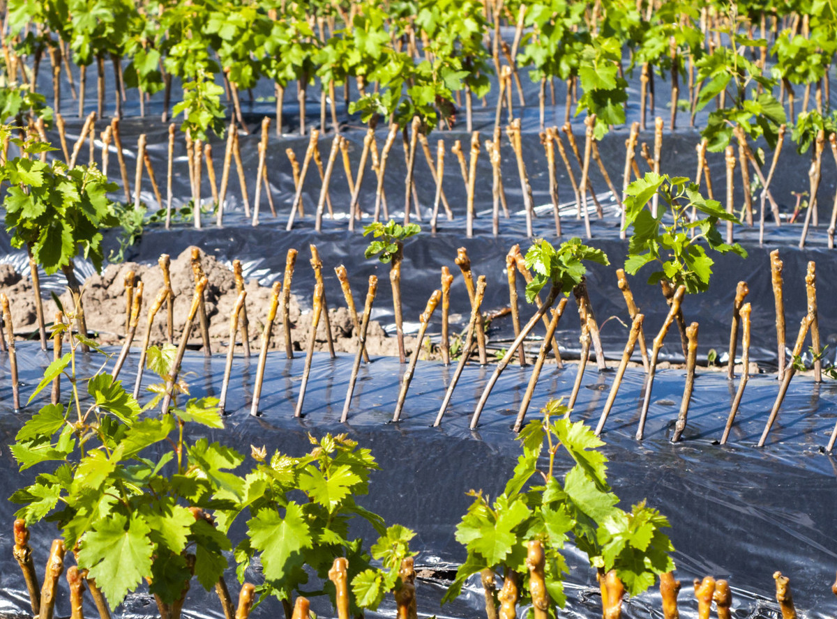葡萄树扦插多久会生根,葡萄树扦插多少天会生根发芽
