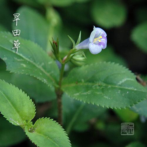 中药鸭嘴草的作用,鸭嘴草药的功效图片