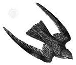 爪哇金丝燕介绍,金丝楠知识普及