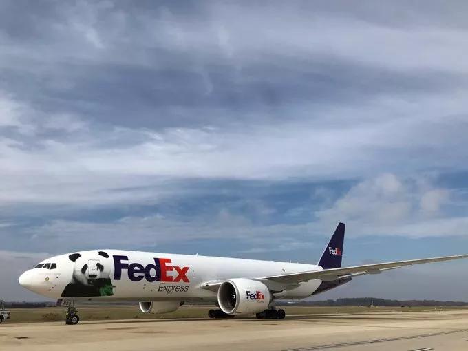 终于拍到熊猫,终于拍到了可爱的大熊猫