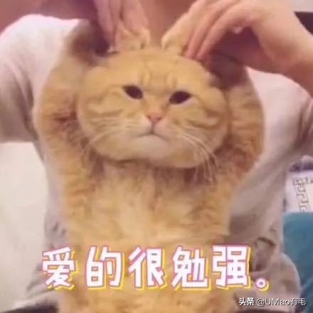 为什么养猫和想象中的不一样,为什么养猫比对自己的父母还好呢