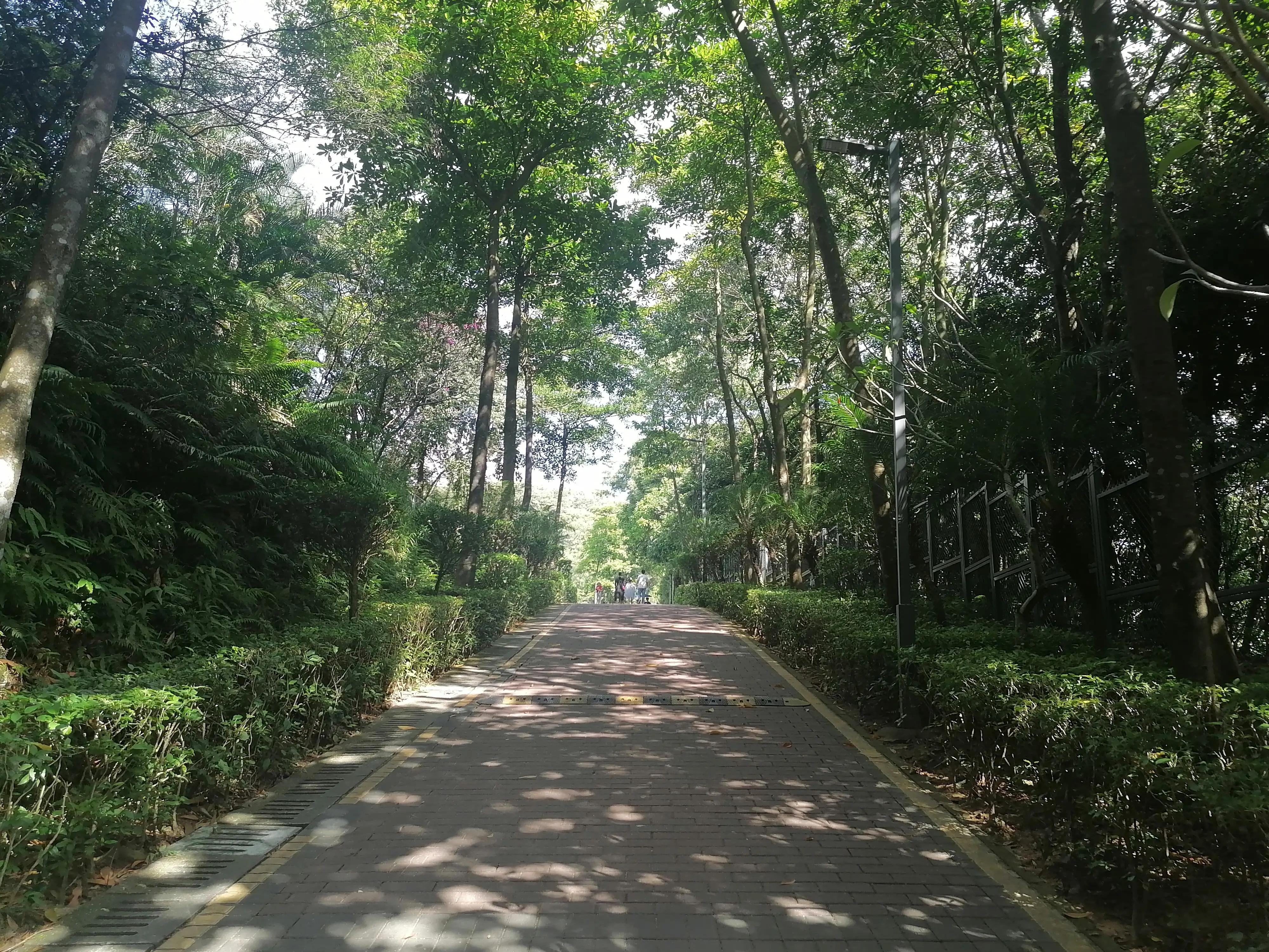 深圳龙华绿道风景区,深圳大浪绿道全景图