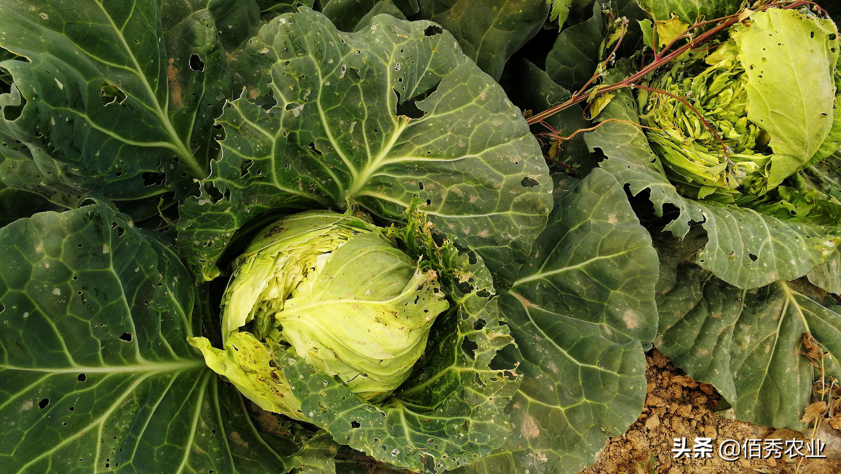 大白菜虫用什么药防治,不用农药蔬菜治虫方法