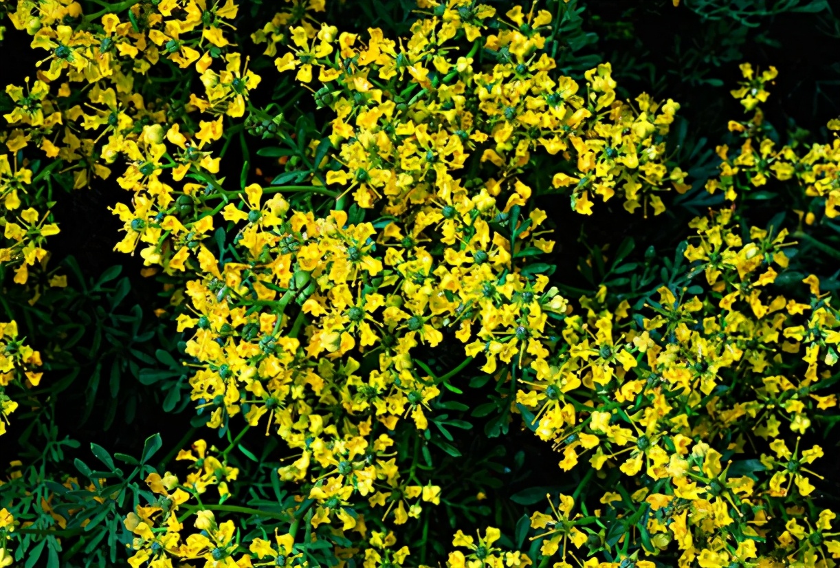 又到蚊虫乱飞的季节，家里放两盆“驱蚊花”，安全环保无蚊虫