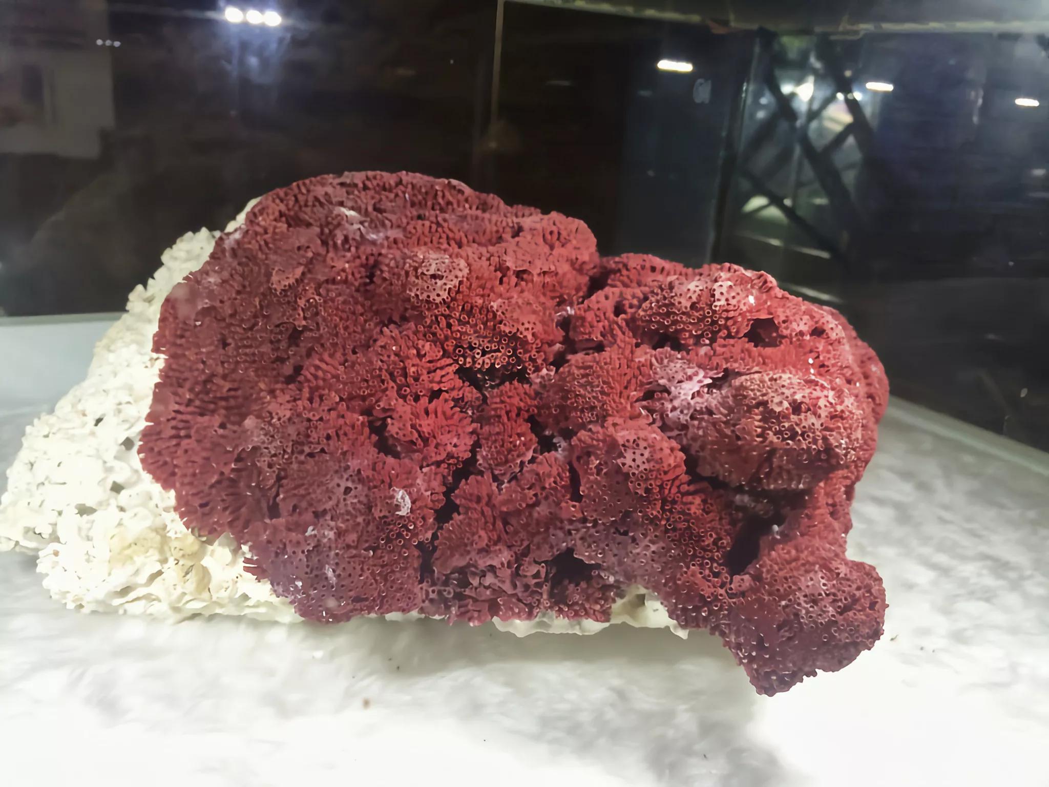 价值上百万!台湾渔*意民**外钓获红珊瑚,谁知竟受国家一级保护