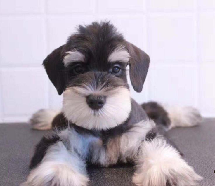 三个月雪纳瑞吃了水果拉稀怎么办,雪纳瑞拉稀像泥浆很臭怎么回事