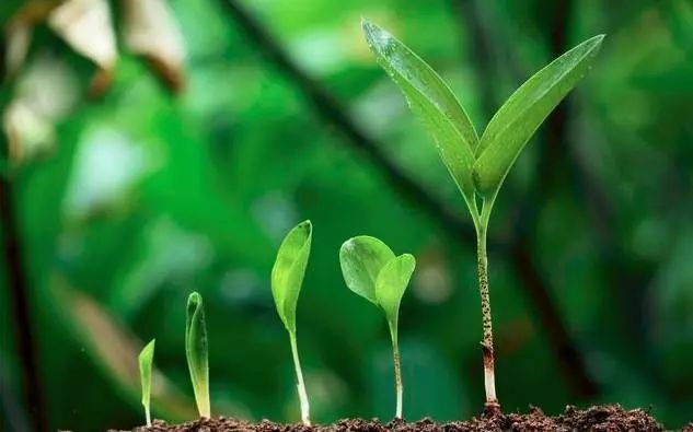 磷酸二氢钾在作物上怎样使用 (磷酸二氢钾的使用范围和方法)