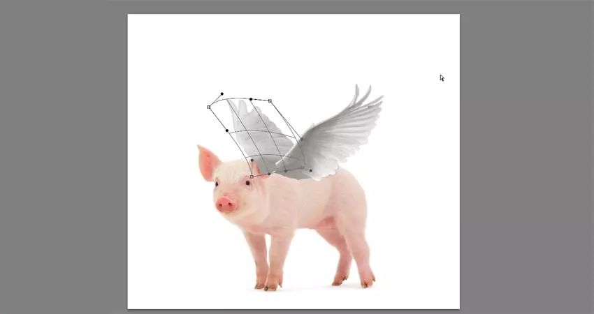 ps花仙子合成教程,ps合成狗狗教程